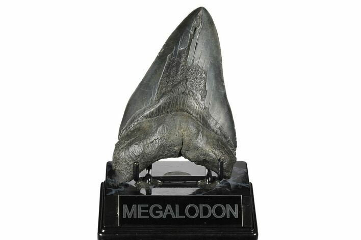 Fossil Megalodon Tooth - South Carolina #175972